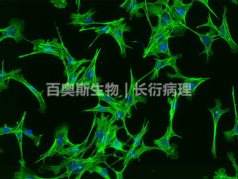 cell 鬼笔环肽 FITC-1.jpg