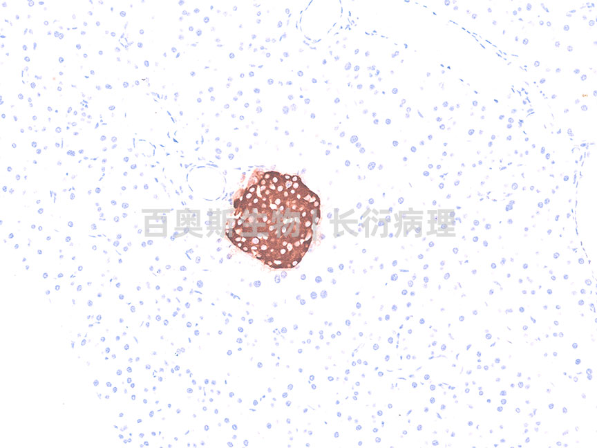 Insulin---小鼠-胰腺-200倍---86底板.jpg