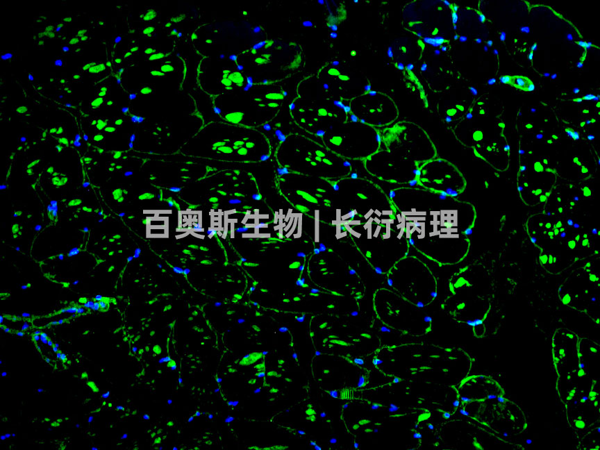 86-LAMININ-小鼠肌肉.jpg